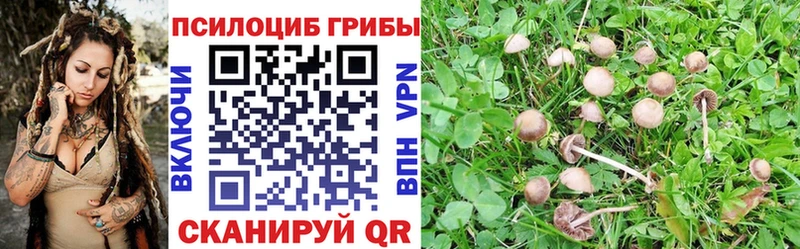 Галлюциногенные грибы Cubensis  где найти   Иланский 